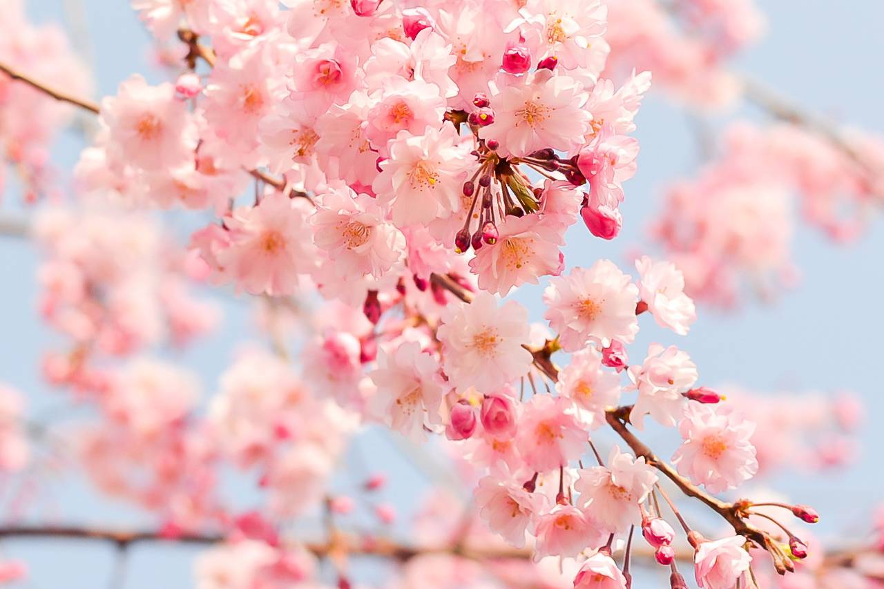 spring-flowers-cherries